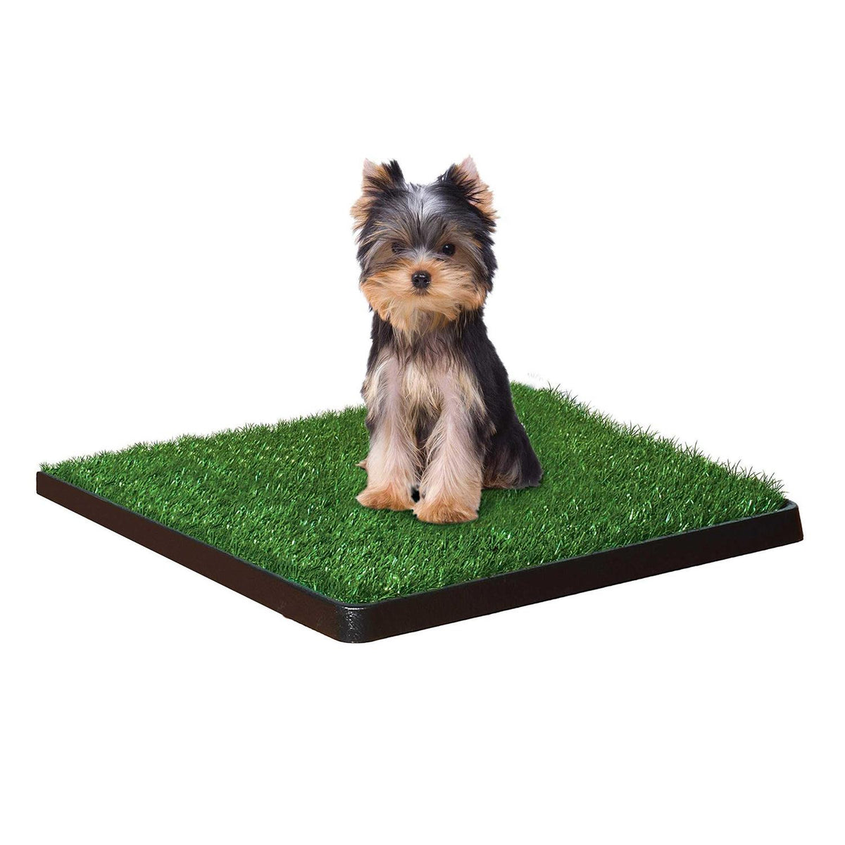 Indoor Potty B374313