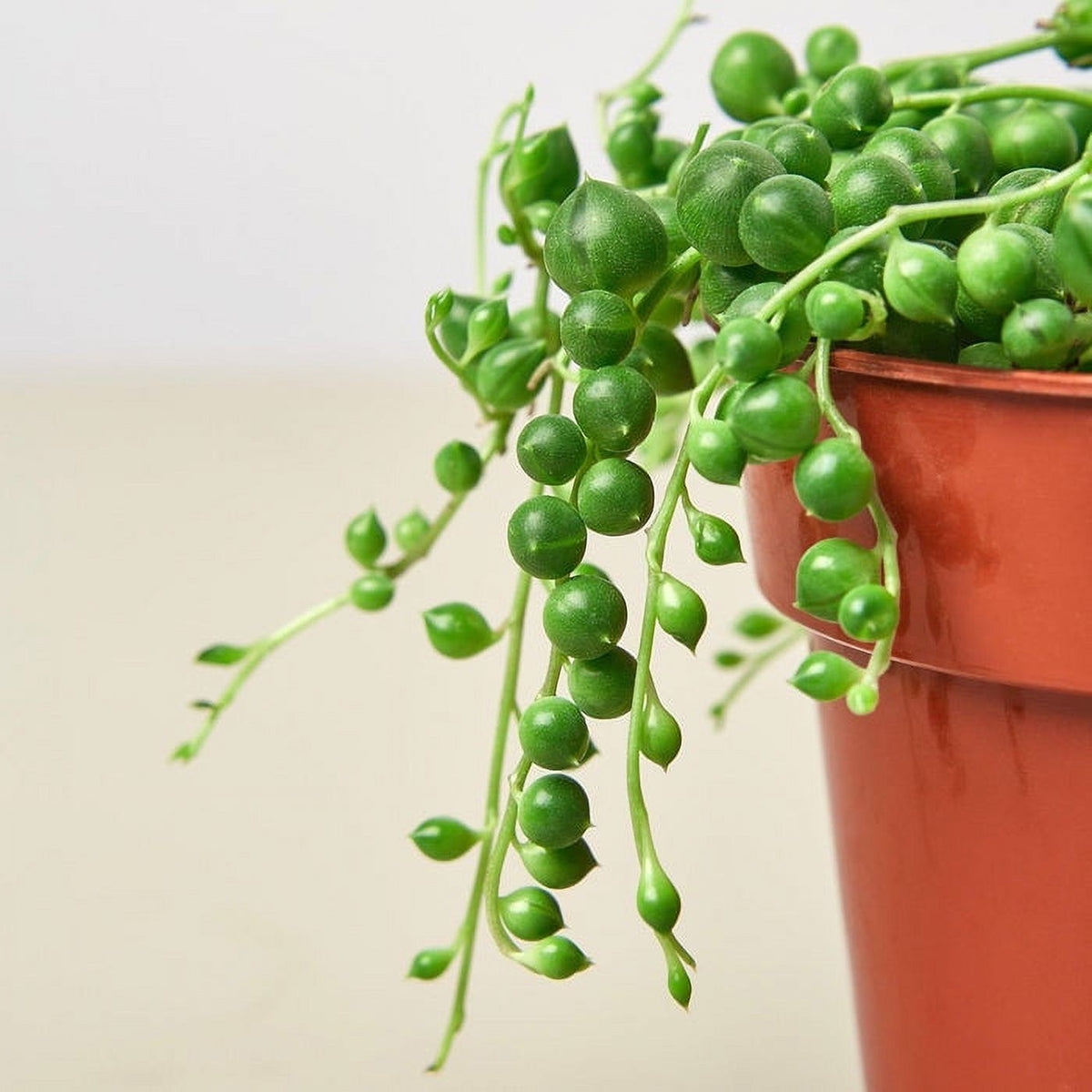 String of Pearls Plant O926988
