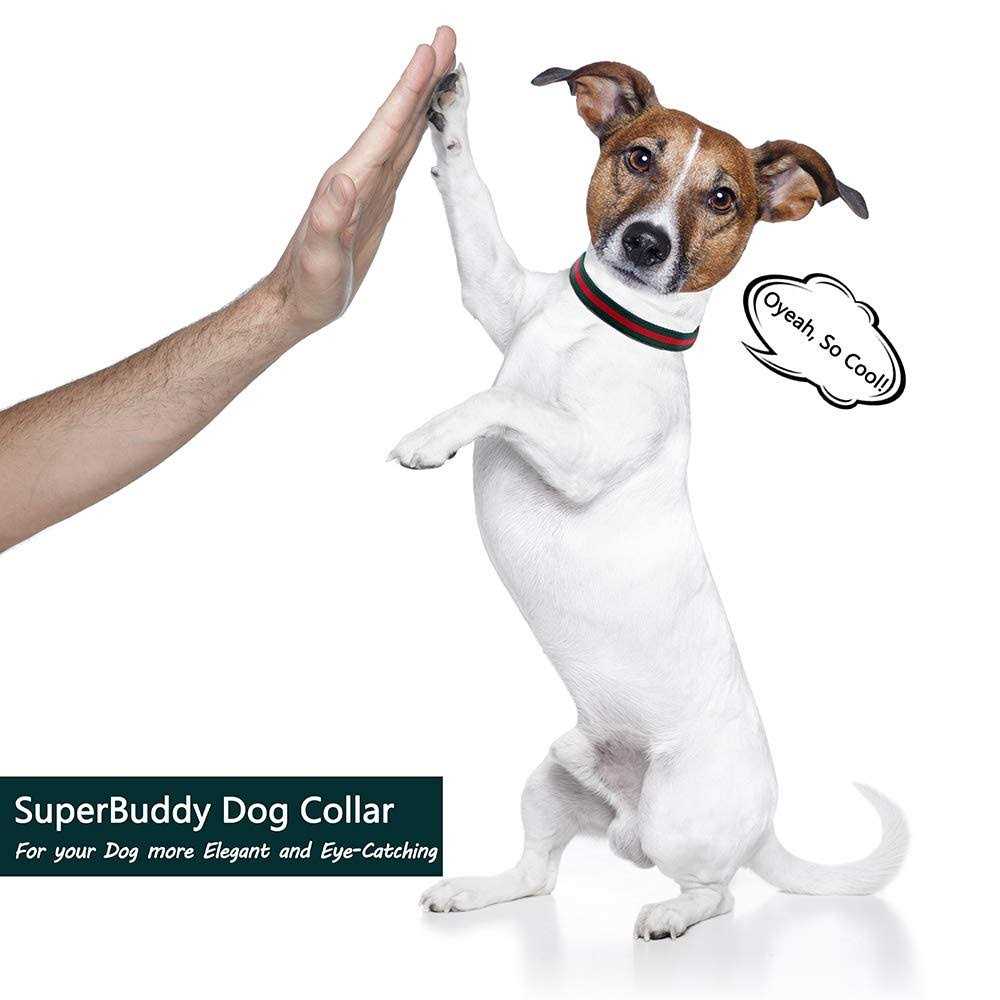 Adjustable Dog Collar with Metal Buckle I56757