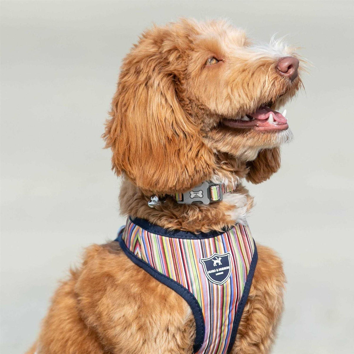 Fabric Nylon Dog Collar V68084