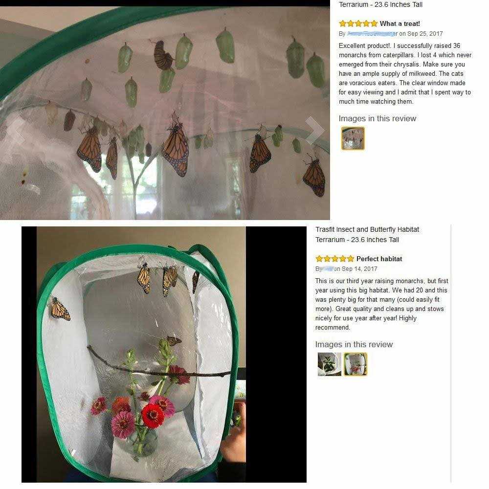 Insect and Butterfly Habitat Terrarium N595