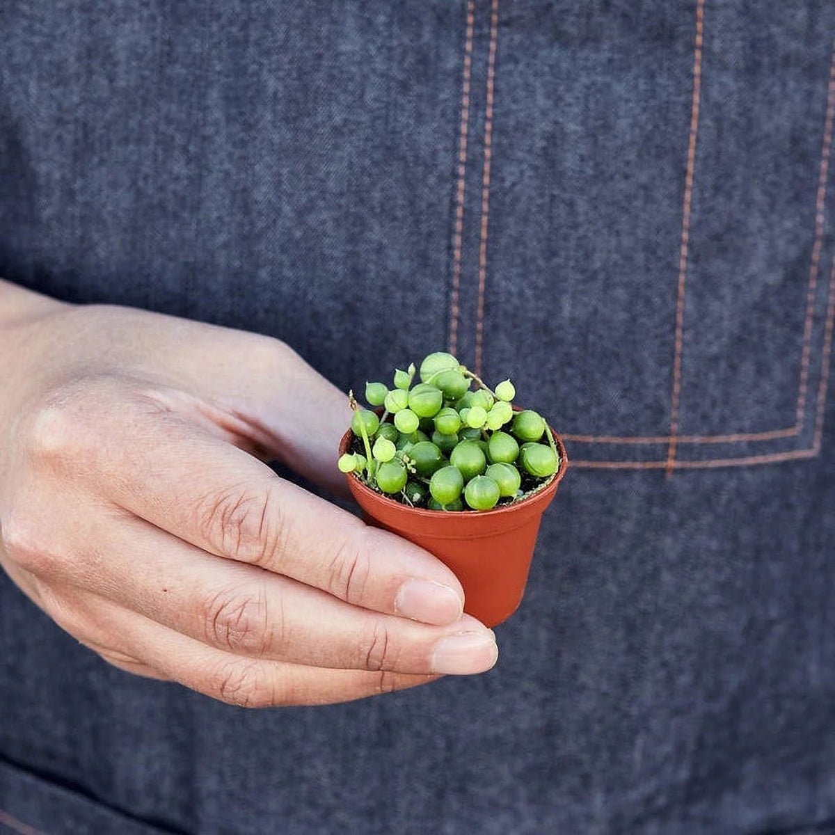 String of Pearls Plant O926988
