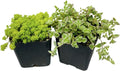 2" Pot 2 Pack Set Succulent Cactus Plants W8682