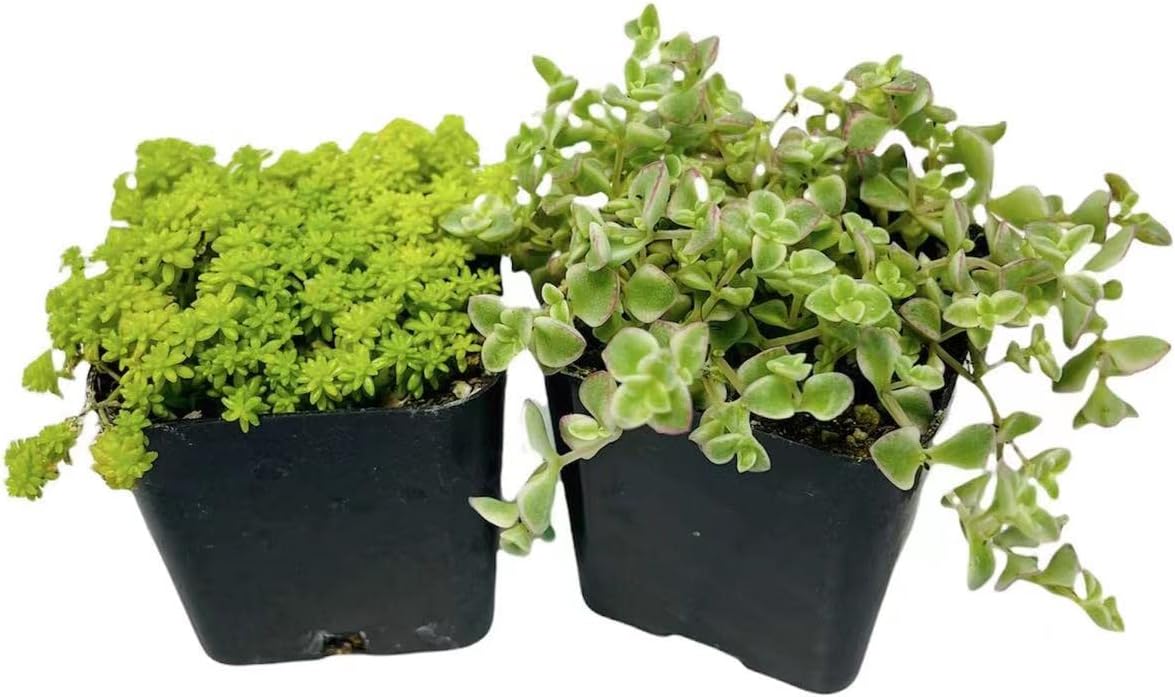 2" Pot 2 Pack Set Succulent Cactus Plants W8682
