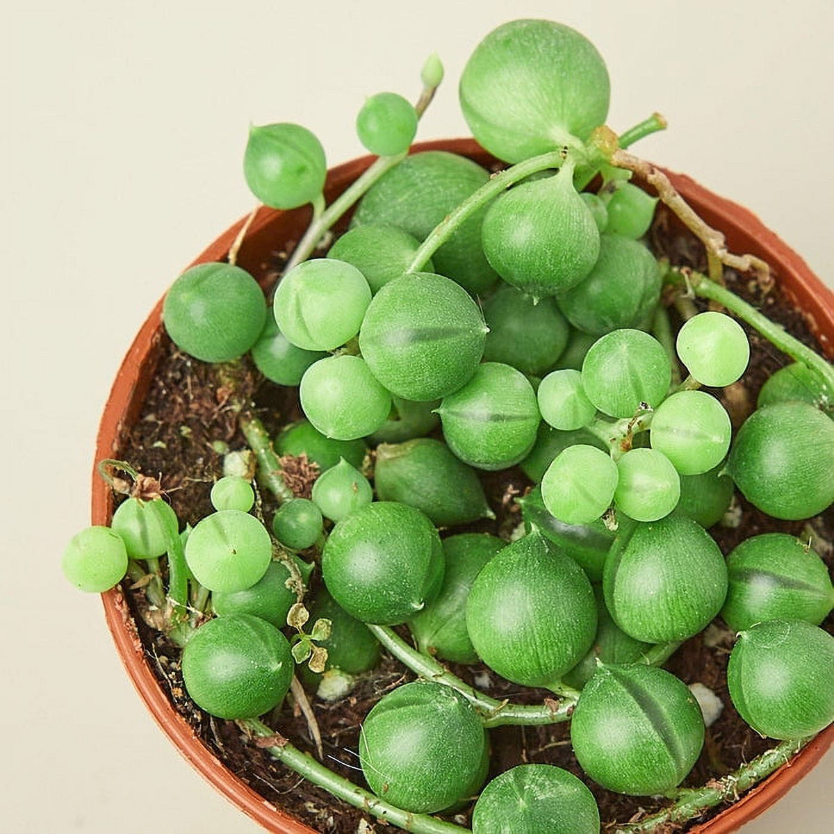 String of Pearls Plant O926988