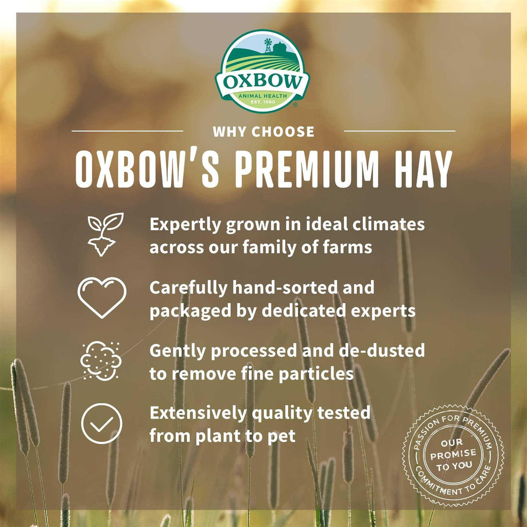 Orchard Grass Hay J336825