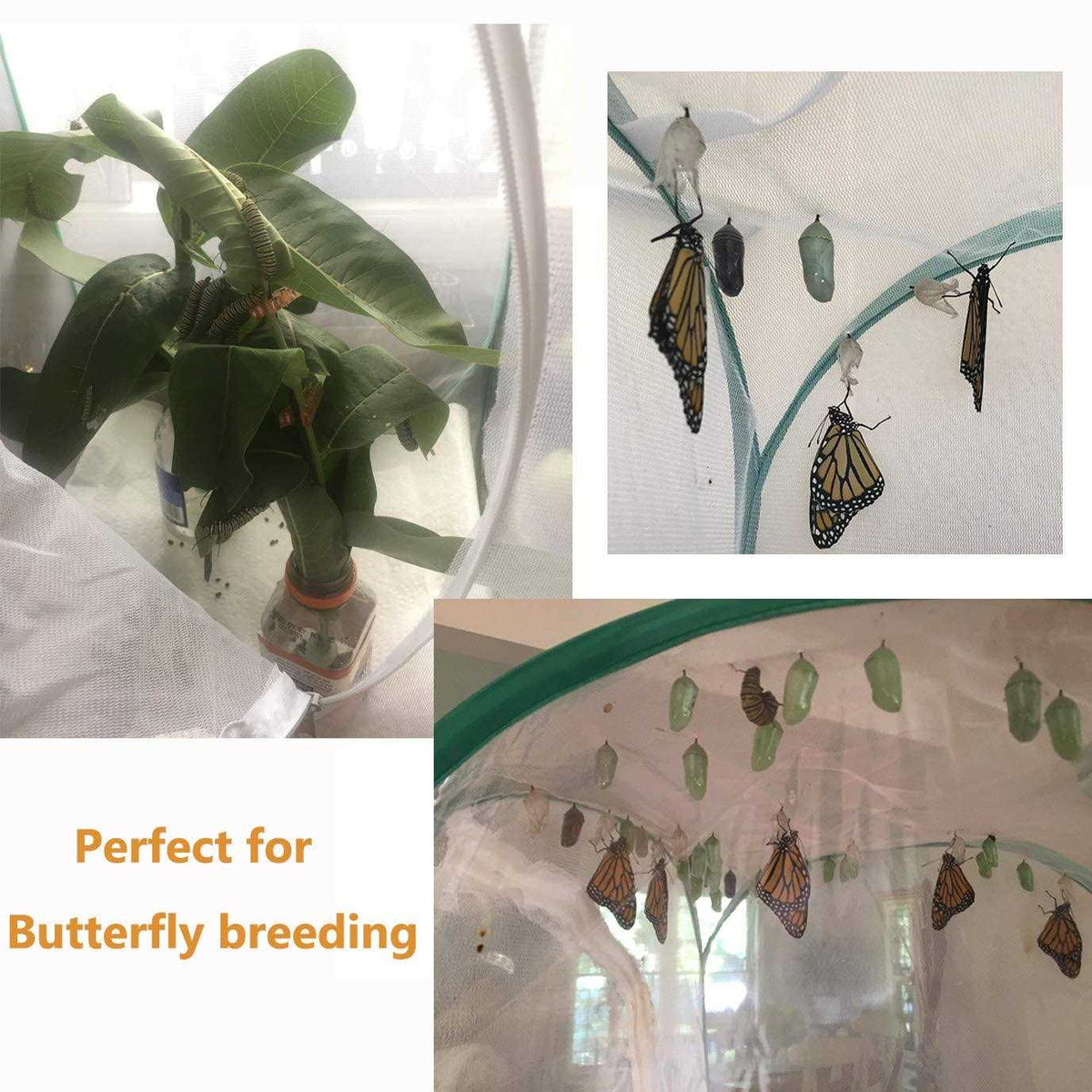 Insect and Butterfly Habitat Terrarium N595