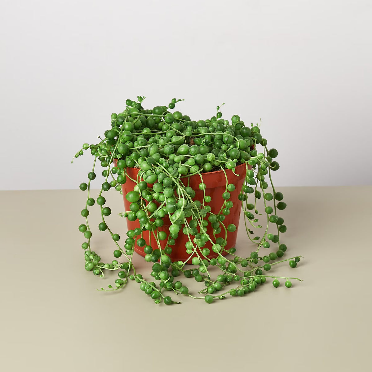 String of Pearls Plant O926988