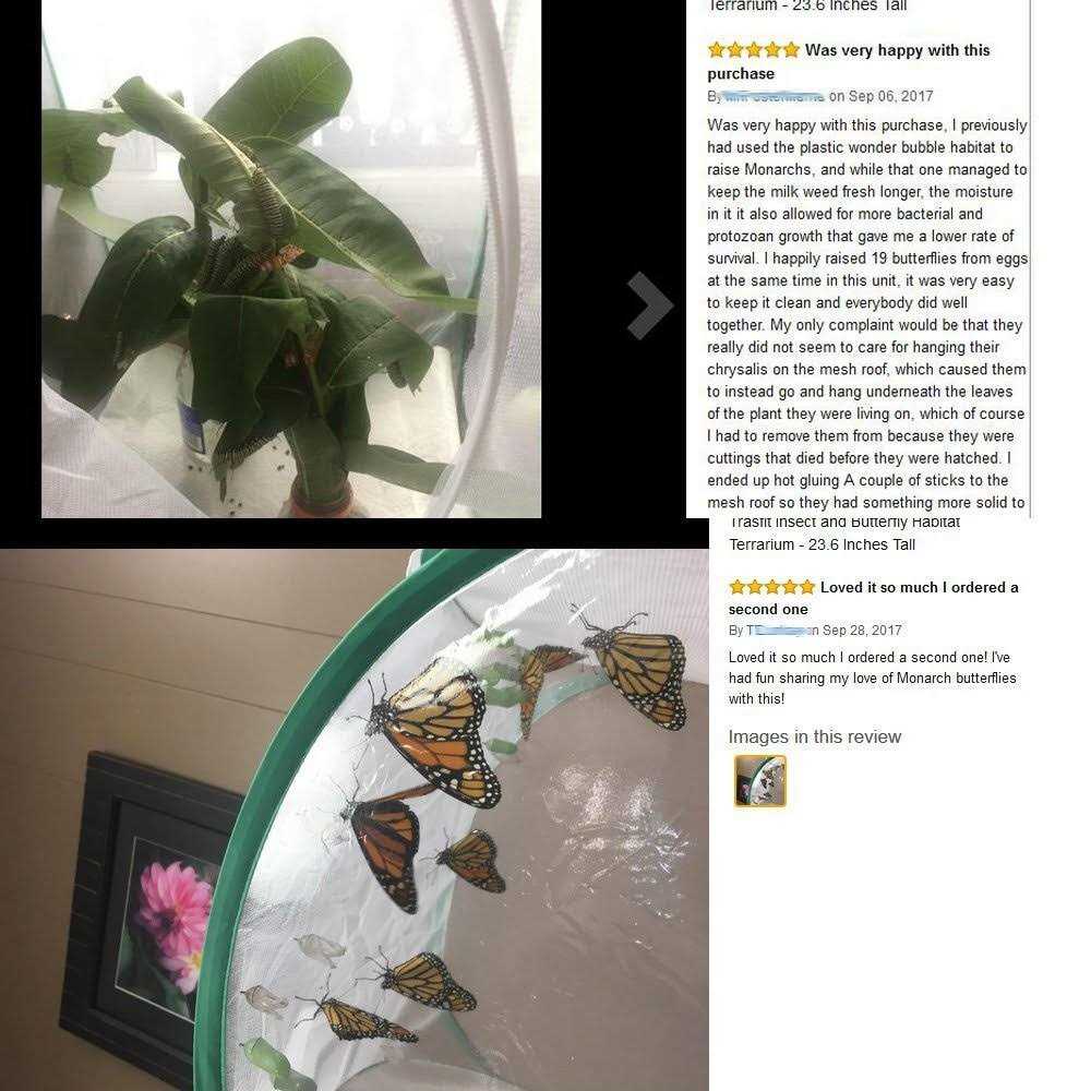 Insect and Butterfly Habitat Terrarium N595