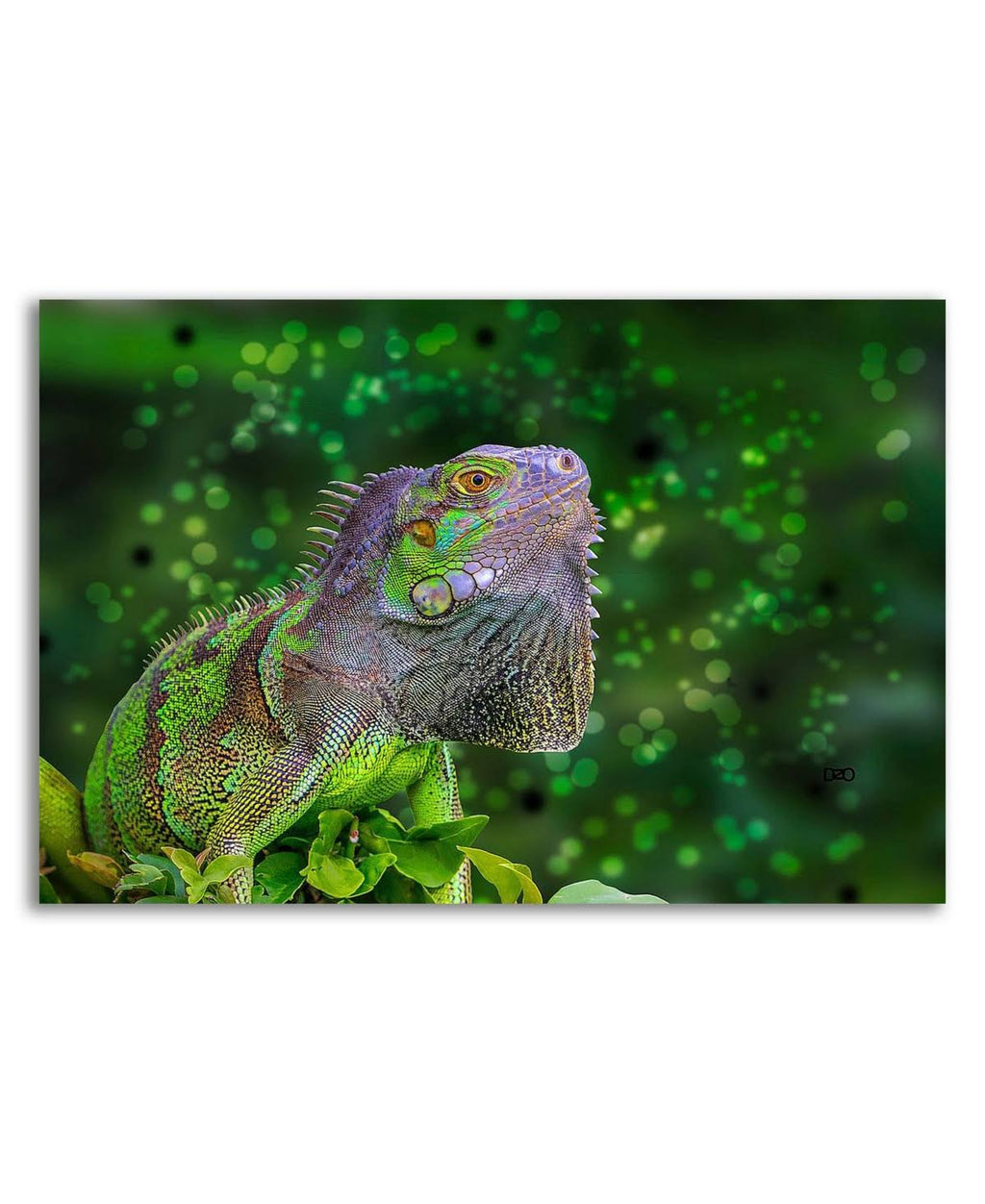 Green Iguana Print on Canvas J427958