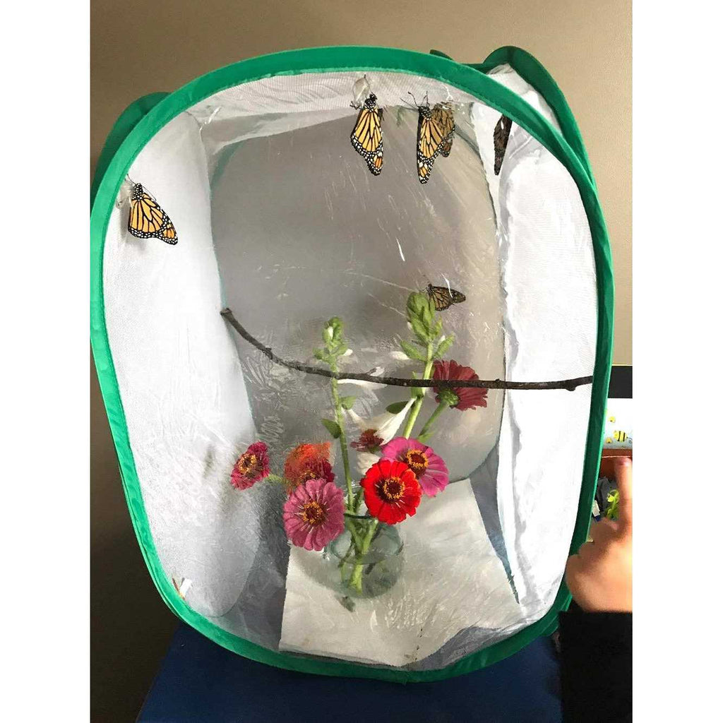Insect and Butterfly Habitat Terrarium N595