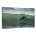 24 x 36 in. Galapagos Sea Lion Art Print Y411