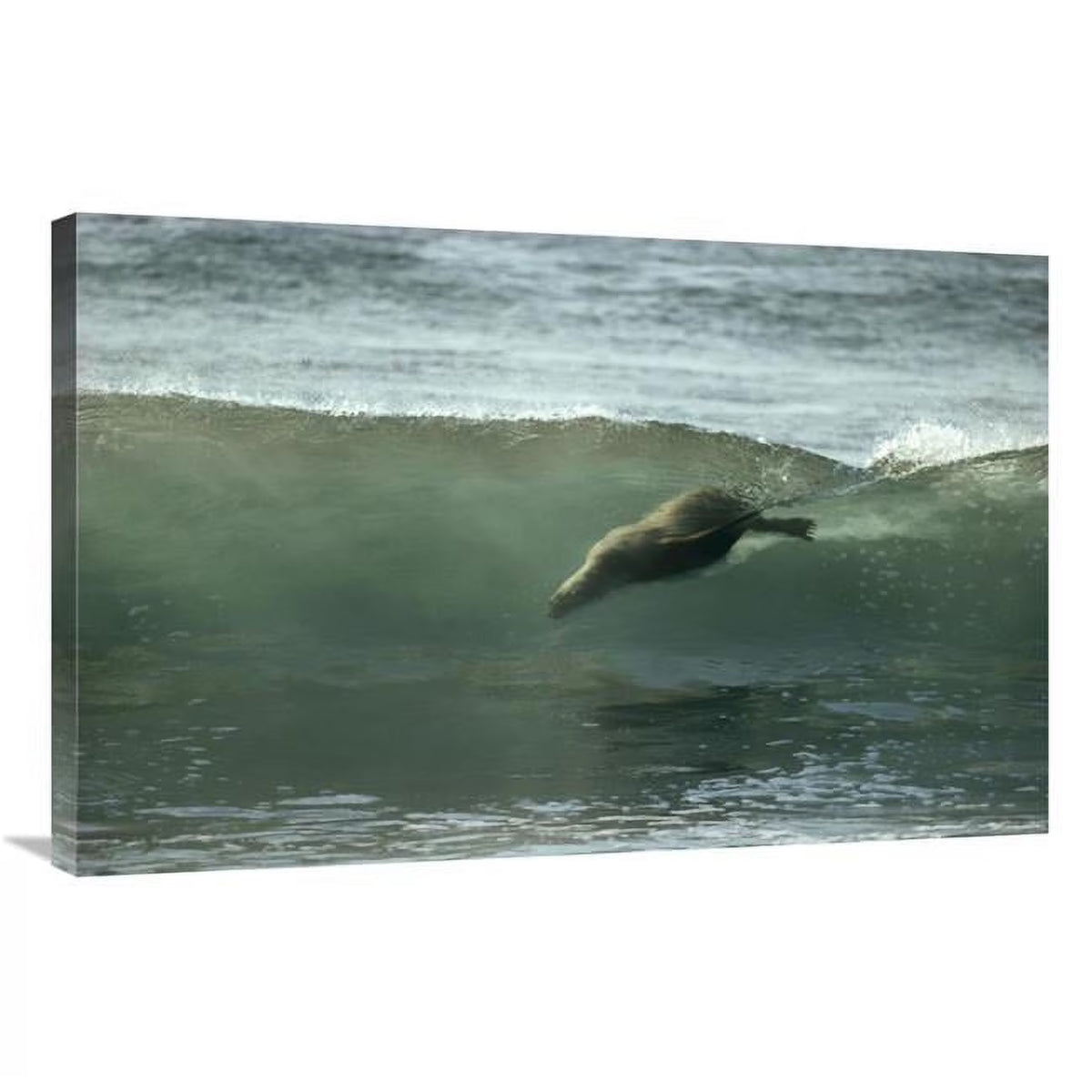 24 x 36 in. Galapagos Sea Lion Art Print Y411
