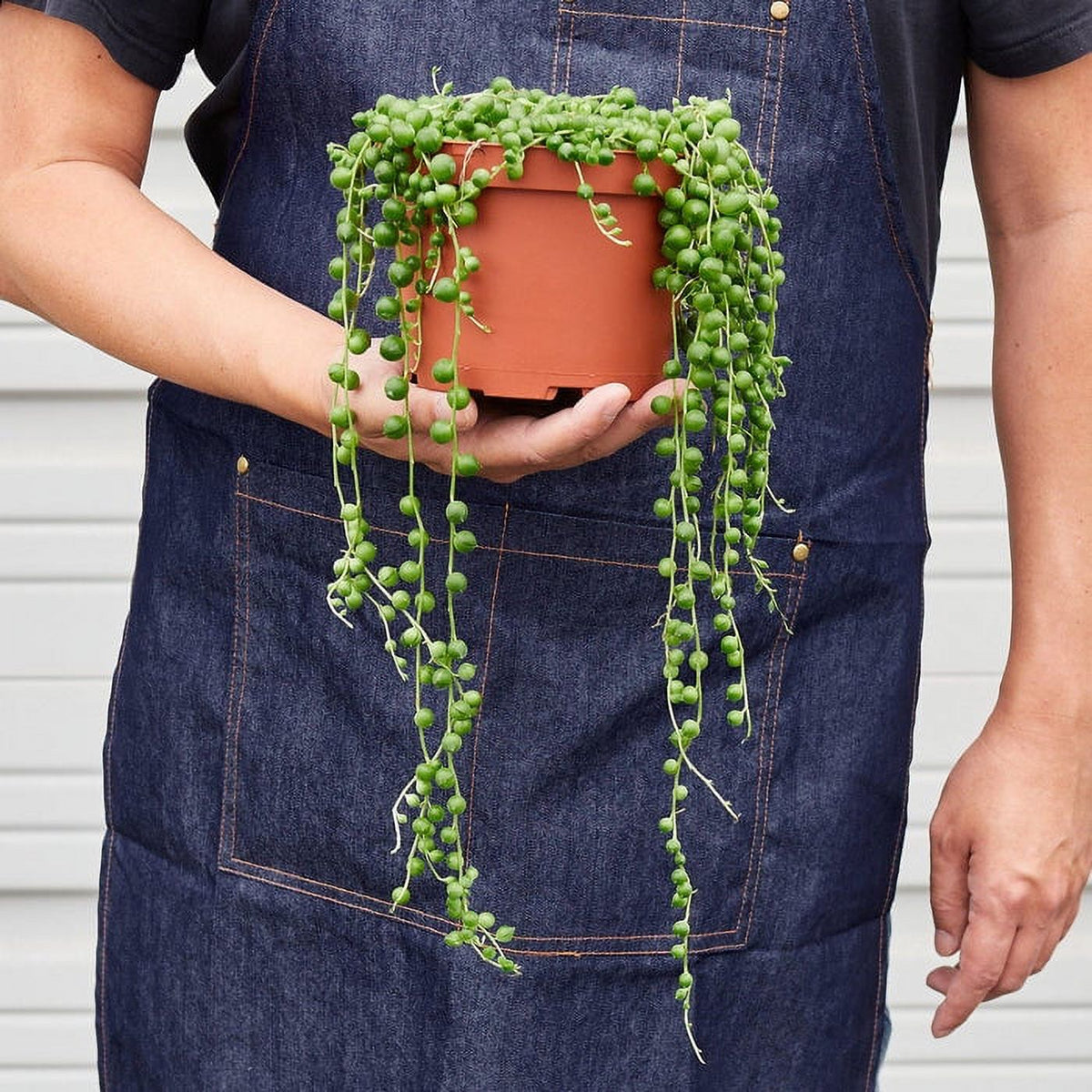 String of Pearls Plant O926988